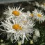 Chrysanthemum Shaggy