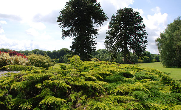 John F. Kennedy Arboretum