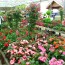 Colour at Beechdale Plantsplus Garden Centre and Wildflower Café