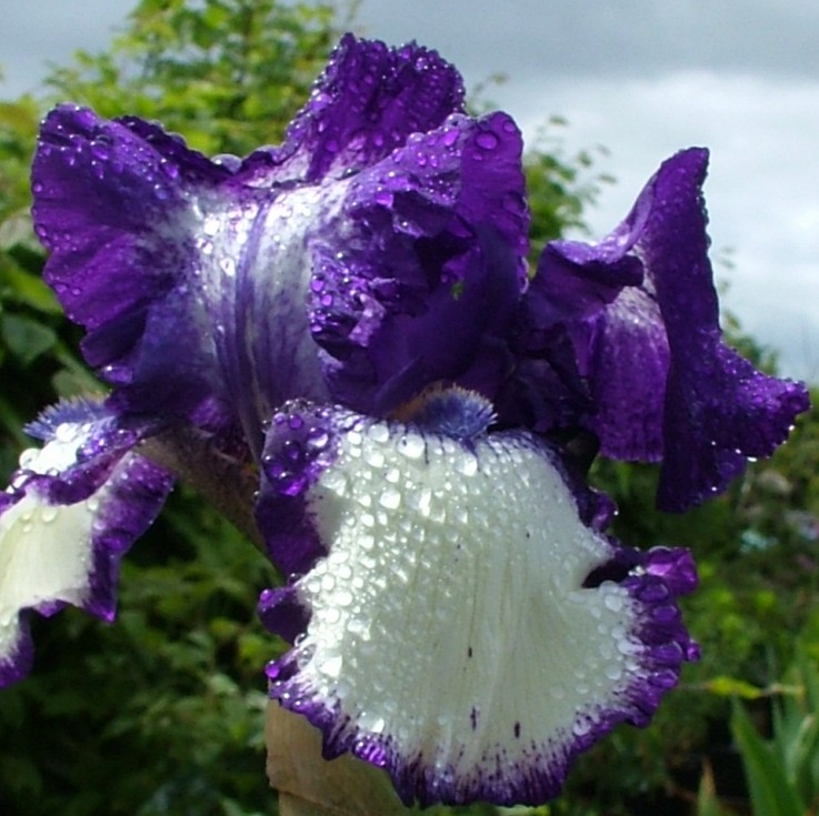 Camolin Potting Shed - Wexford Garden Trail