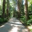 lady-frances-woodland-walk